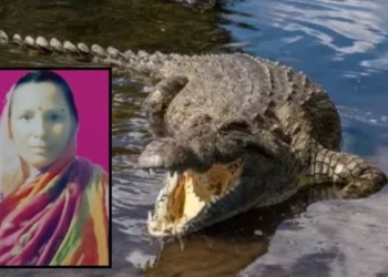 Kendrapada crocodile attack