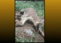 Tusker found dead Bonai forest division