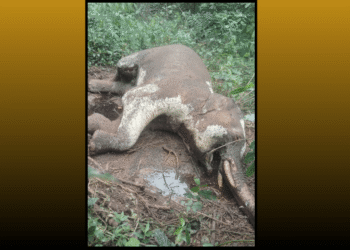 Tusker found dead Bonai forest division