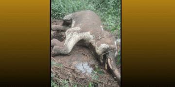 Tusker found dead Bonai forest division