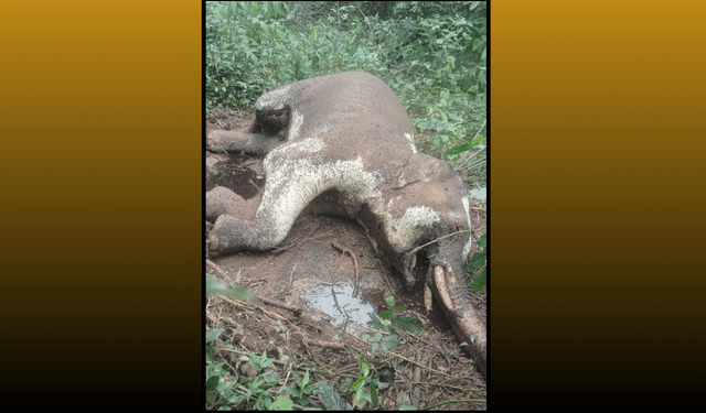 Tusker found dead Bonai forest division