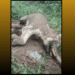Tusker found dead Bonai forest division