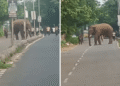 Bharatpur Chandaka tusker