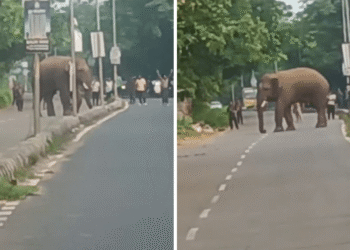 Bharatpur Chandaka tusker