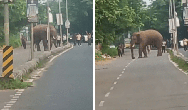 Bharatpur Chandaka tusker