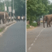 Bharatpur Chandaka tusker