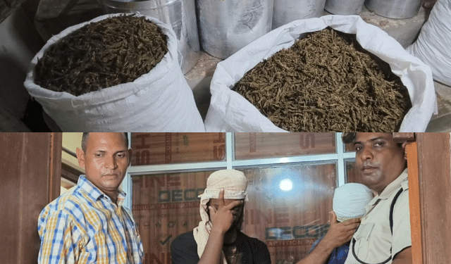 Balangir police cannabis pickle jars seizure