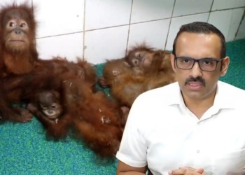 Odisha orangutan trafficking probe