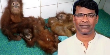 Orangutans rescued in Odisha