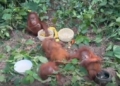 Nandankanan orangutans music therapy