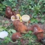 Nandankanan orangutans music therapy