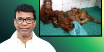 Orangutan smuggling case