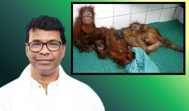 Orangutans to Stay at Nandankanan