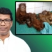 Orangutans to Stay at Nandankanan