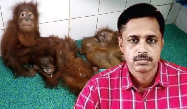 Orangutan trafficking Odisha RCCF
