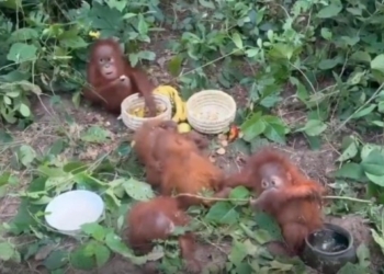 Baleshwar orangutans rescue