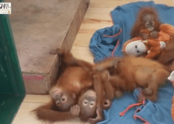 Odisha orangutan smuggling probe