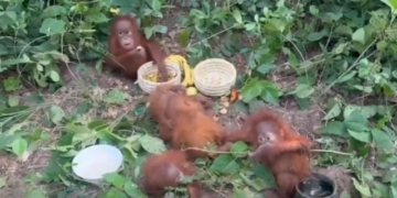Baleshwar orangutans rescue