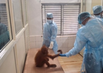 Orangutan Health Inspection
