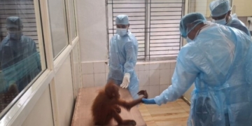 Orangutan Health Inspection