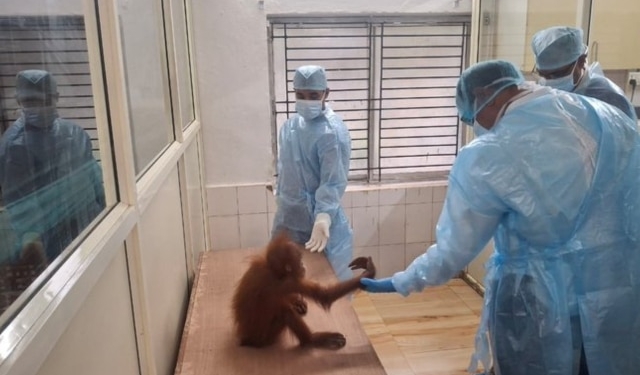 Orangutan Health Inspection