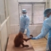 Orangutan Health Inspection