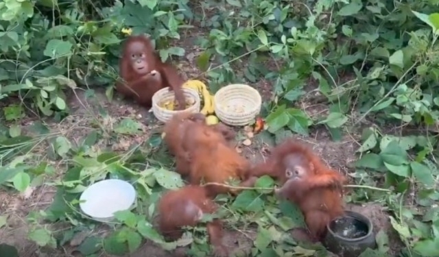 Baleshwar orangutans rescue