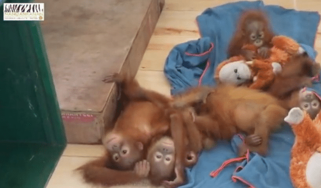 Odisha orangutan smuggling probe