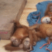 Odisha orangutan smuggling probe