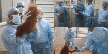 rescued orangutans Nandankanan health check