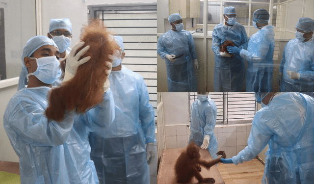 rescued orangutans Nandankanan health check