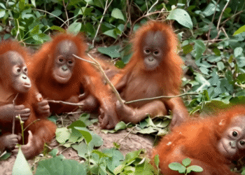 orangutans rescued Odisha forest