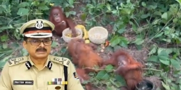 Orangutan rescue Odisha STF