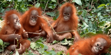 orangutans rescued Odisha forest