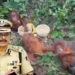 Orangutan rescue Odisha STF