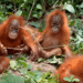 orangutans rescued Odisha forest