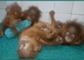Rescued Orangutans in Odisha