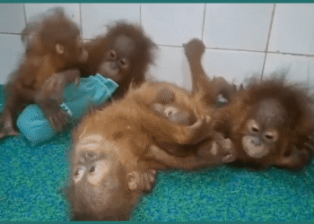 Rescued Orangutans in Odisha