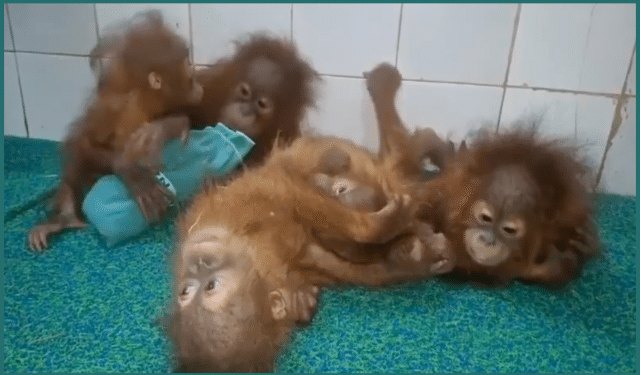 Rescued Orangutans in Odisha