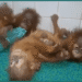 Rescued Orangutans in Odisha
