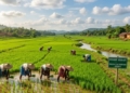 Odisha Kharif 2026 paddy coverage