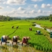 Odisha Kharif 2026 paddy coverage