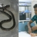 Mayurbhanj snakebite incident