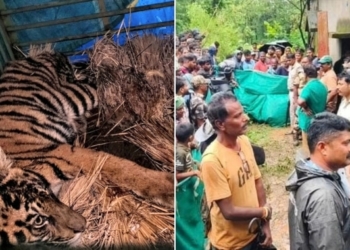 Sick tiger cub rescued