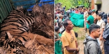 Sick tiger cub rescued