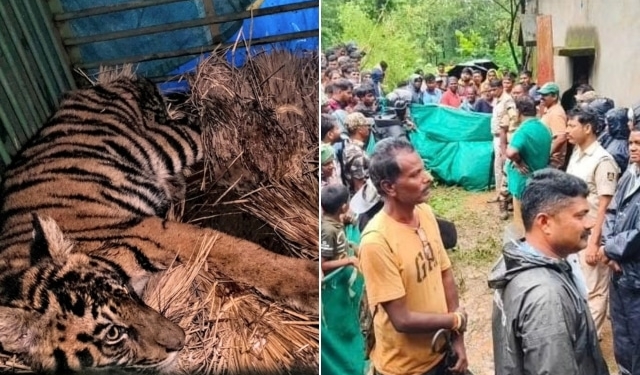 Sick tiger cub rescued