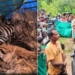 Sick tiger cub rescued