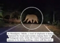 ‘This Is Harassment, Not Tourism’! Odisha Elephants Chased by Crowds for Social Media Videos
