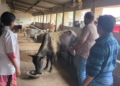 Jharsuguda stray cattle rehabilitation