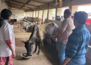 Jharsuguda stray cattle rehabilitation